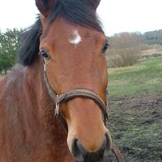 Anden særlig race Lucky Capana