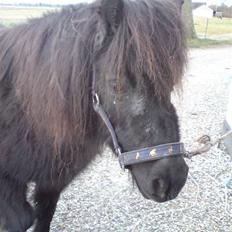 Shetlænder Bella.<3 den dejligste ;i