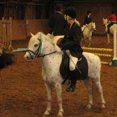 Anden særlig race Sofus