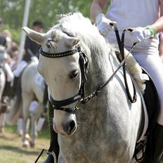 Welsh Pony (sec B) Klintholm's Sir Charles