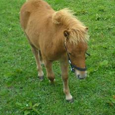 Shetlænder Nordhusets Hannibal Small <3 #Pony prinsen#