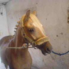 Welsh Cob (sec D) Tijd Vlijt's Goldfinger<3