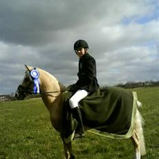 Welsh Cob (sec D) Tijd Vlijt's Goldfinger<3