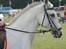 Shagya Araber (SH) Bonjour la chaise *R.I.P. 06-11-12* - Foto: Jani Pedersen