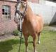 Haflinger Sille Solgt  :s