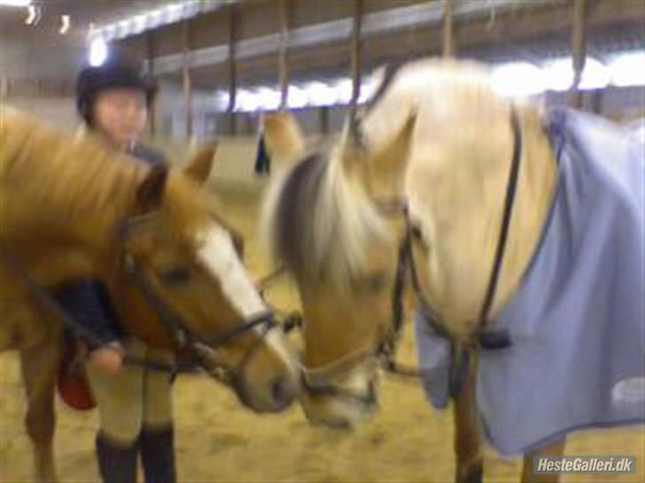 Anden særlig race o´malley<3<3 (miss you)  - bare et lille kys bella<3<3 billede 6