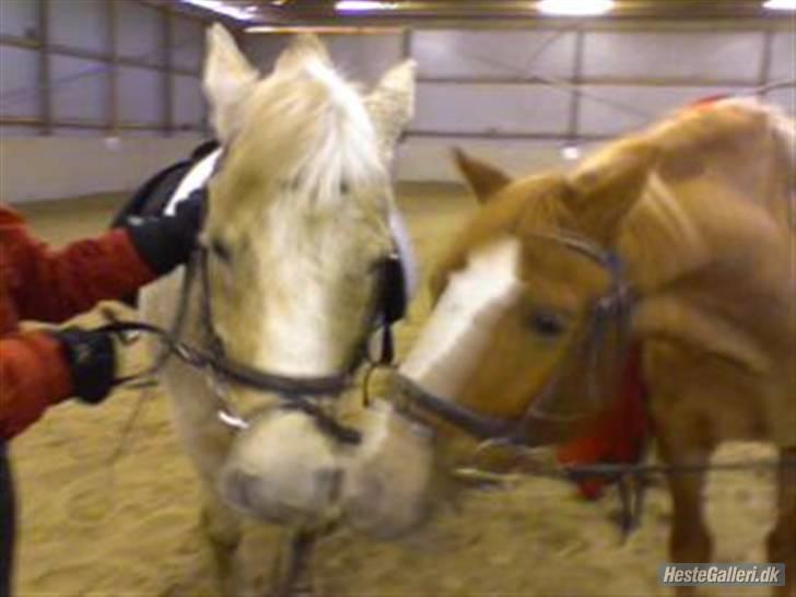 Anden særlig race o´malley<3<3 (miss you)  - i 2<3<3 jeg savner jer begge <3<3 inden i skulle væk lave mig og julie en sang til jer<3<3 jeg glemmer den aldrig<<333 billede 7