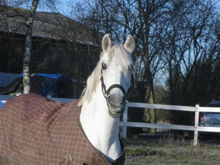 Welsh Pony (sec B) Lyngvejens Komet (solgt) - hvor er du bare smuk!  billede 9