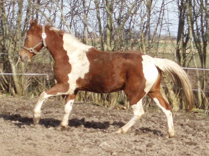 Pinto ¤ Nørringsholms Rubin ¤ - 20 - 03 - 2009 billede 16