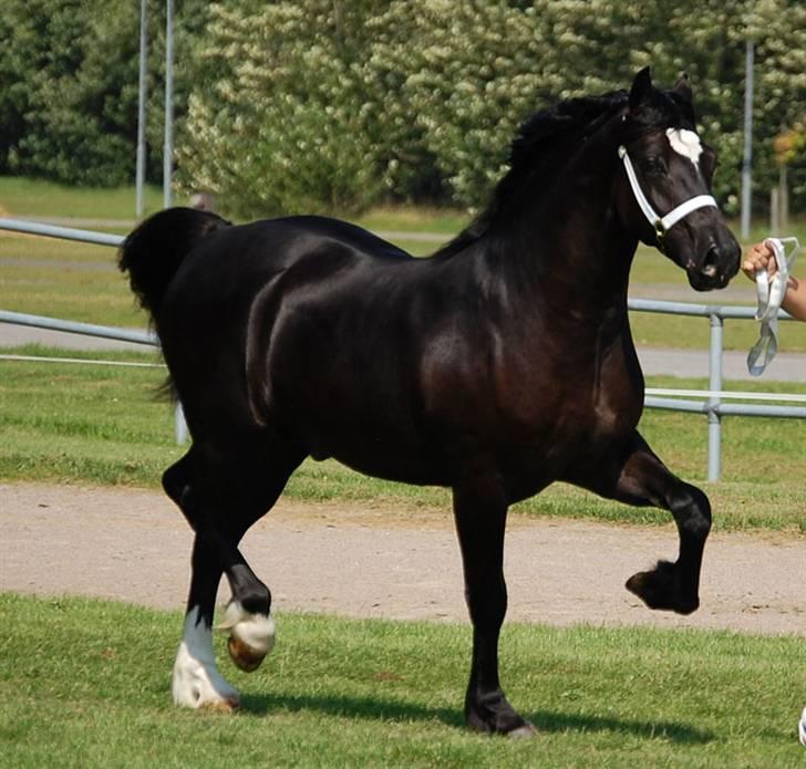 Welsh Cob (sec D) Ringside Thomas- Avl billede 17