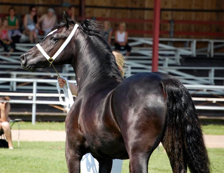 Welsh Cob (sec D) Ringside Thomas- Avl billede 18