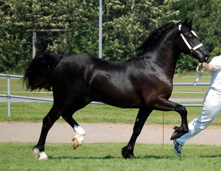 Welsh Cob (sec D) Ringside Thomas- Avl billede 19