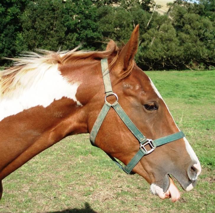 Pinto ¤ Nørringsholms Rubin ¤ - 12-05-2008 billede 19