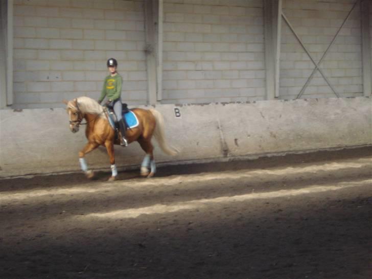 Palomino Kingsettle solidus<3  billede 9