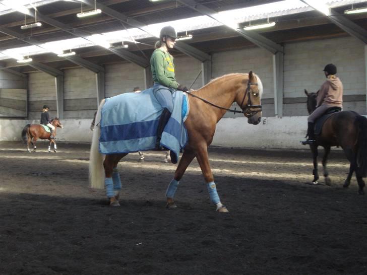 Palomino Kingsettle solidus<3  billede 10