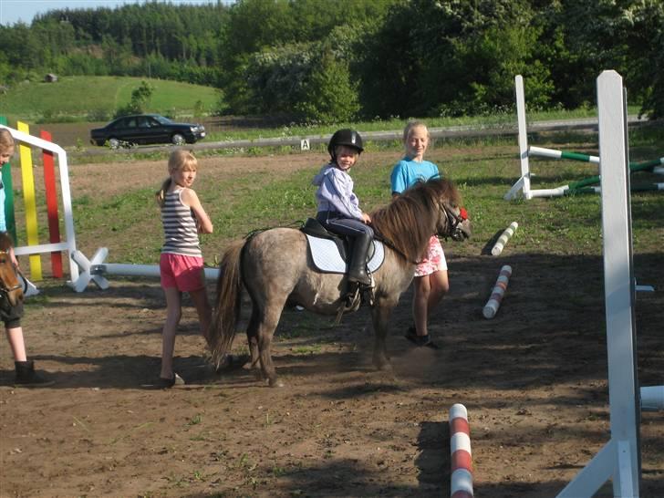 Shetlænder Hollyday (solgt) - så rider Mathilde mig lige ;P billede 20
