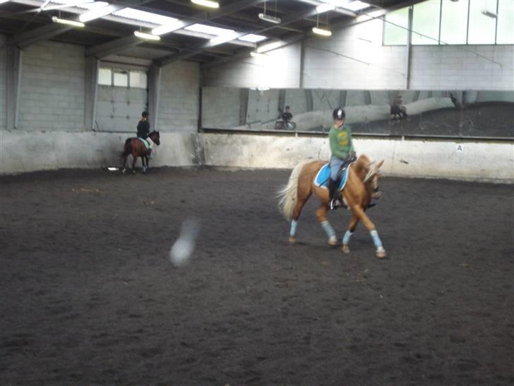 Palomino Kingsettle solidus<3  billede 12