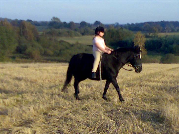 Anden særlig race freja - katrine der rider på freja billede 2
