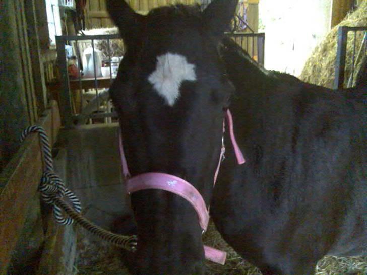 Anden særlig race freja - ´smukke freja´ er hendes fulde navn billede 3