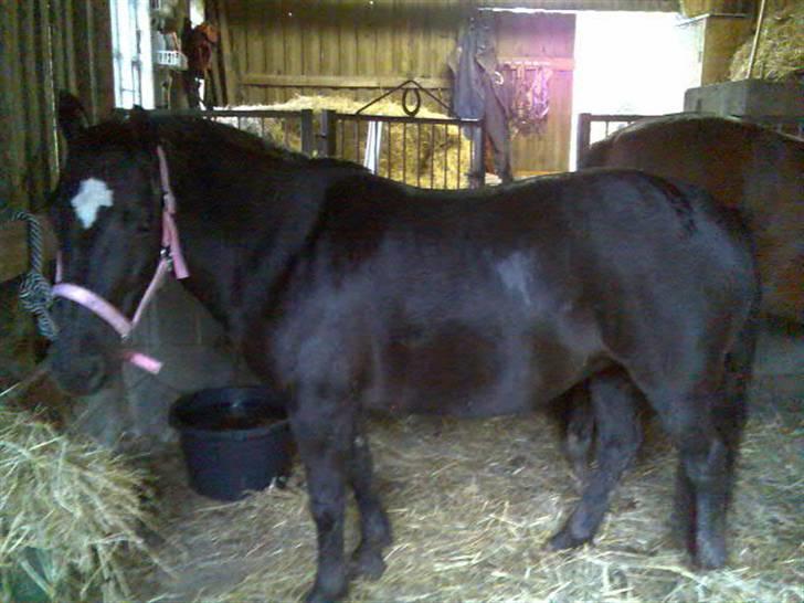 Anden særlig race freja - se mig. billede 4