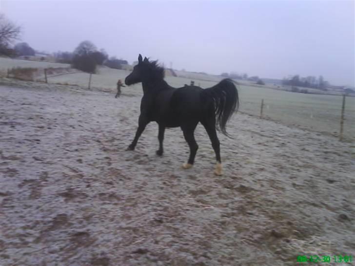 Oldenborg Bertha  billede 2