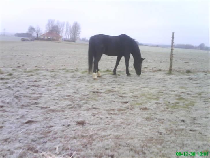 Oldenborg Bertha  billede 3