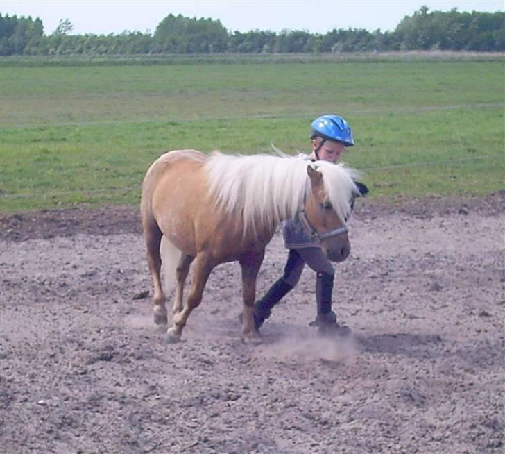 Shetlænder Gucci billede 20