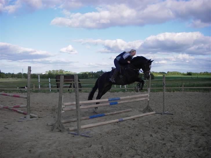 Dansk Varmblod Mei *Solgt* billede 18