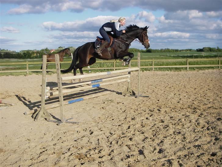 Dansk Varmblod Mei *Solgt* billede 19