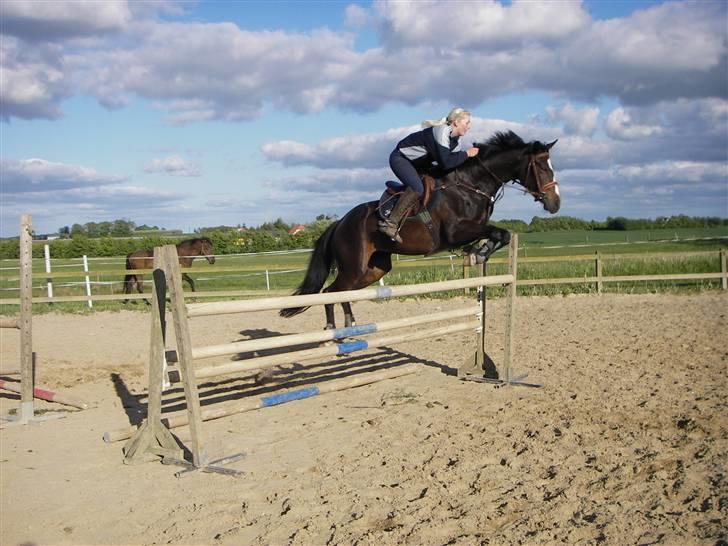 Dansk Varmblod Mei *Solgt* billede 20