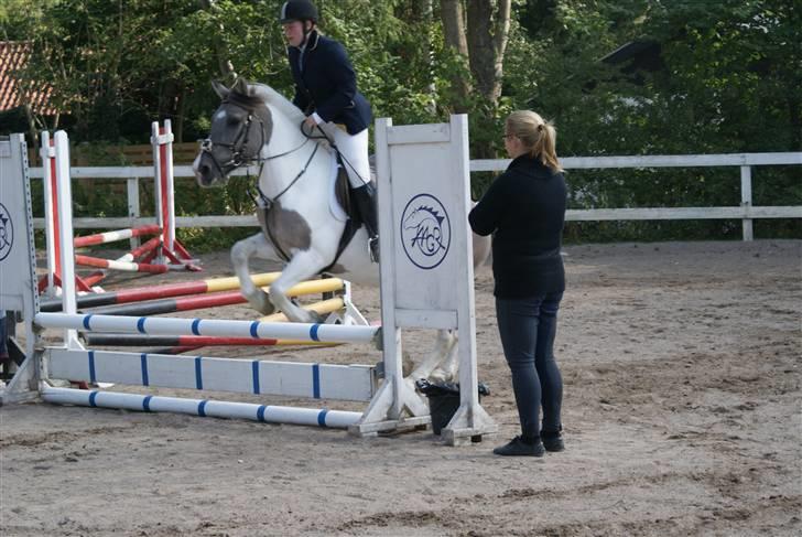 Anden særlig race Smarties - Springstævne aagr 2008 billede 5