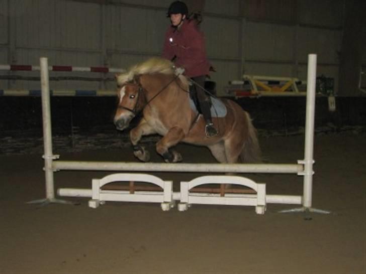 Haflinger Charming Cilla billede 16