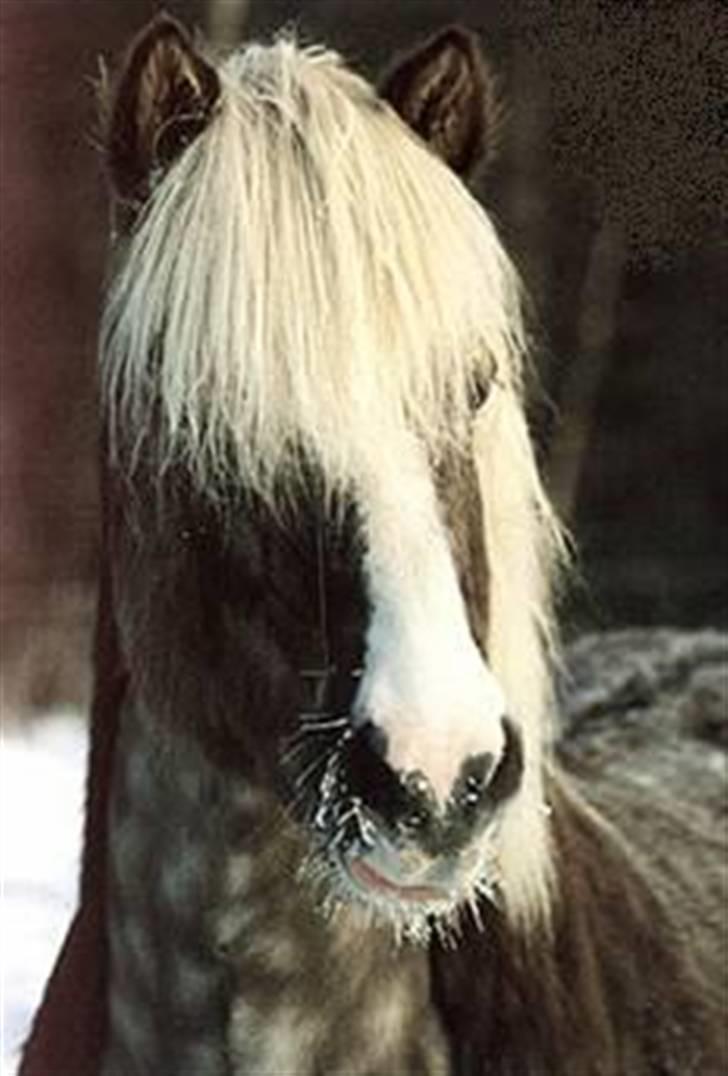 Islænder Askur fra Hofstaðaseli billede 4