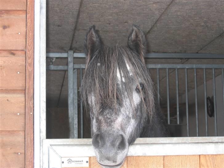 Welsh Pony (sec B) Klintholms SirJames - James som 2 årig billede 2