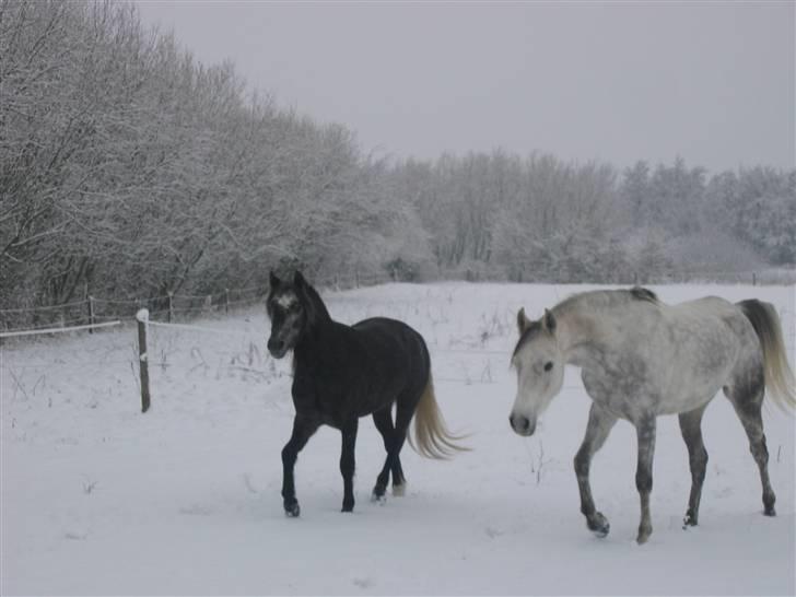 Welsh Pony (sec B) Klintholms SirJames - James og San Si si i sneen billede 3