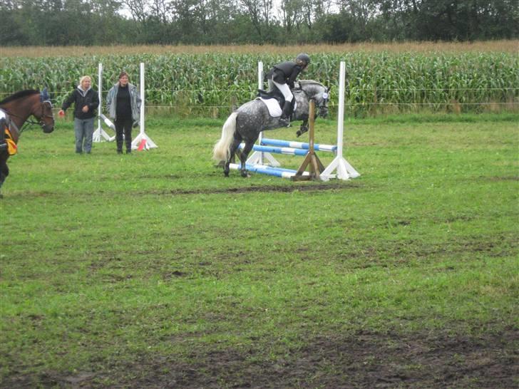 Welsh Pony (sec B) Klintholms SirJames - Springstævne i Braming billede 4