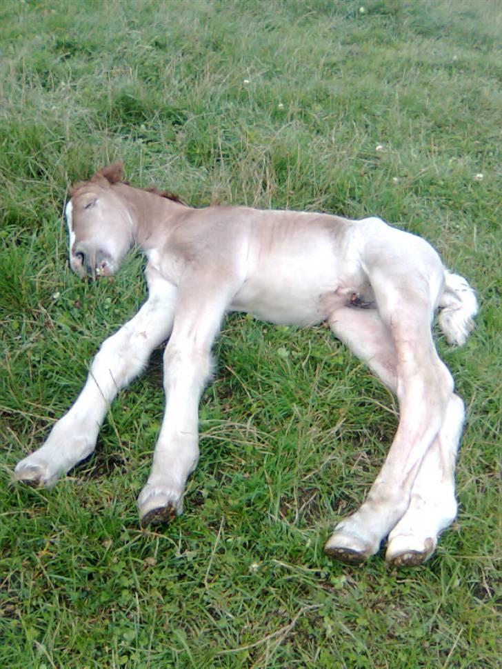 Jyde Rasmus - : foto miig billede 11