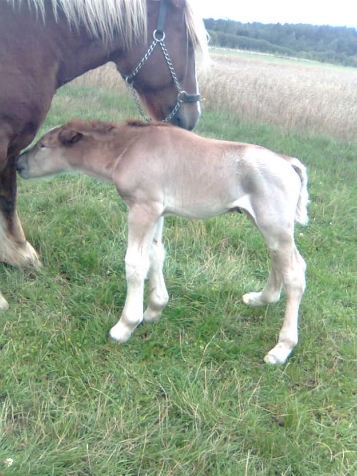 Jyde Rasmus - : foto miig billede 12