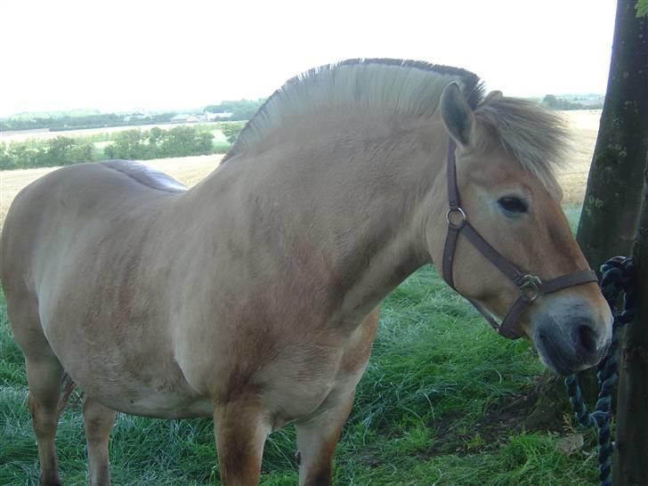 Fjordhest Mia-Maja (SOLGT) - Lige før vi tog til vorbasse marked  billede 1