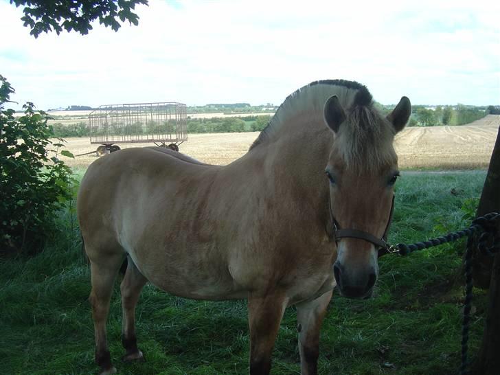 Fjordhest Mia-Maja (SOLGT) - Lige før vi tog til vorbasse marked  billede 4