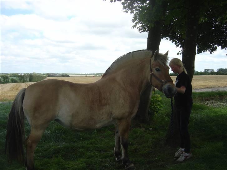 Fjordhest Mia-Maja (SOLGT) - Lige før vi tog til vorbasse marked  billede 6