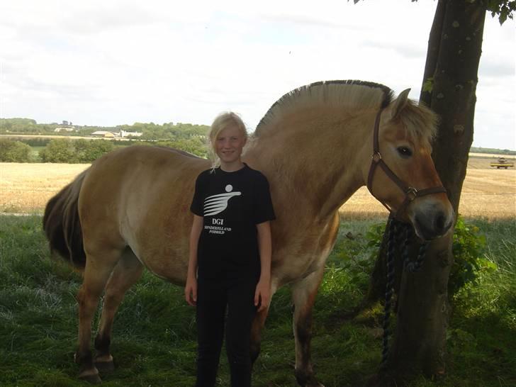 Fjordhest Mia-Maja (SOLGT) - Lige før vi tog til vorbasse marked  billede 7