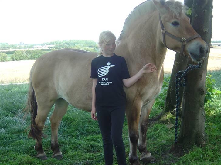 Fjordhest Mia-Maja (SOLGT) - Lige før vi tog til vorbasse marked  billede 8