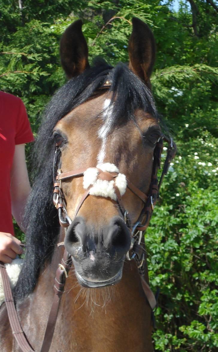 Anden særlig race Lotte<3 - foto: Louise Nielsen <3 billede 9