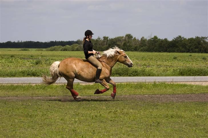 Haflinger Sille Solgt  :s -  - fuld gallop med cordeo ... foto kenneth hansen billede 6