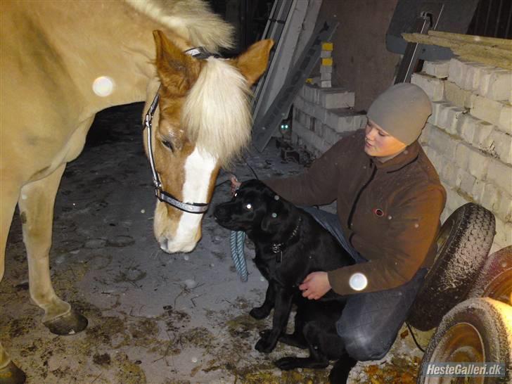 Haflinger Sille Solgt  :s - nyt .. Sille , Bella og mig :)   foto mor .. billede 7
