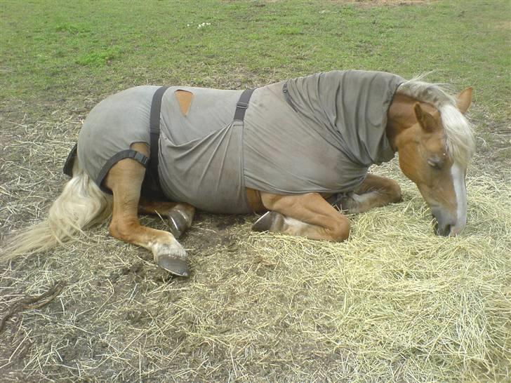 Haflinger Sille Solgt  :s - hun er så doven at hun ligger sig ned mens hun spiser :D .. her hjemme, den lille fjolle pony. billede 11
