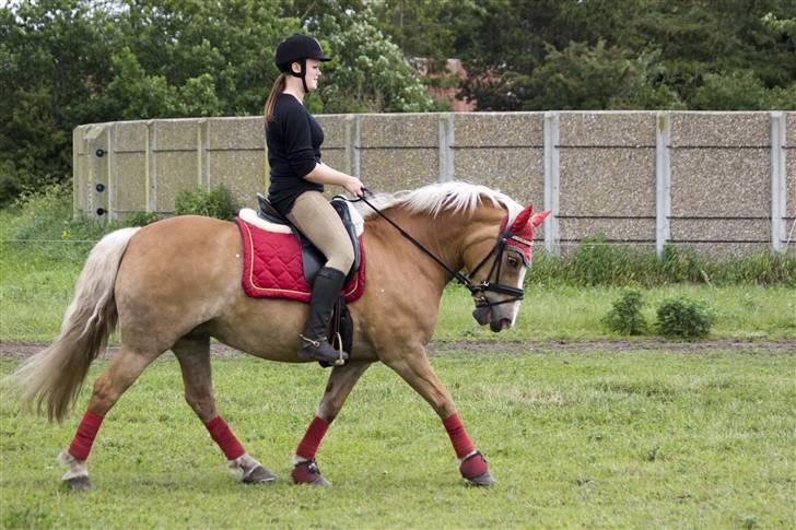 Haflinger Sille Solgt  :s -  - lige lidt trav ... foto kenneth hansen billede 12
