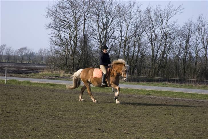 Haflinger Sille Solgt  :s - ridebilleder med bidløs hovedtøj og uden sadel , lidt gallop (:      foto kenneth . billede 13