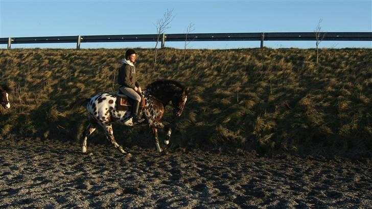 Knabstrupper Heimdal af Nørgård(Solgt) - kom ikk og sig at han ikk kan galloper :) (Dressur træning) billede 12